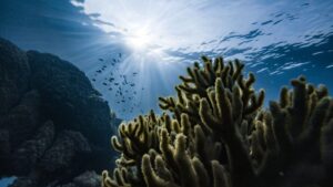 Leia mais sobre o artigo Dia Mundial dos Oceanos