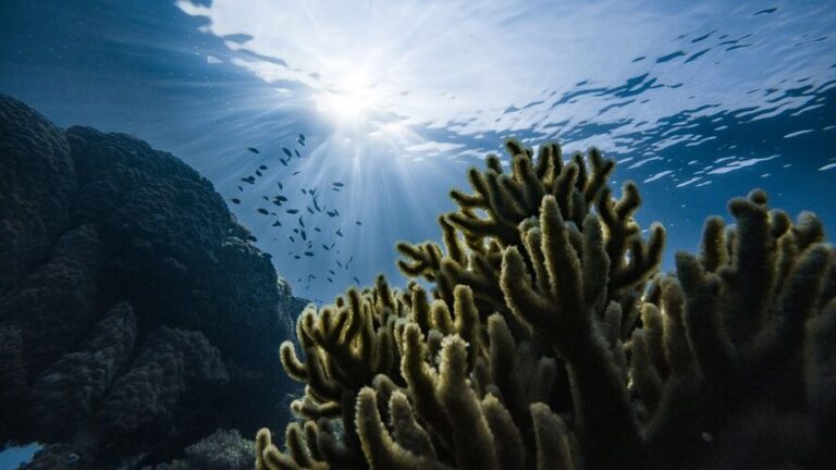 Leia mais sobre o artigo Dia Mundial dos Oceanos